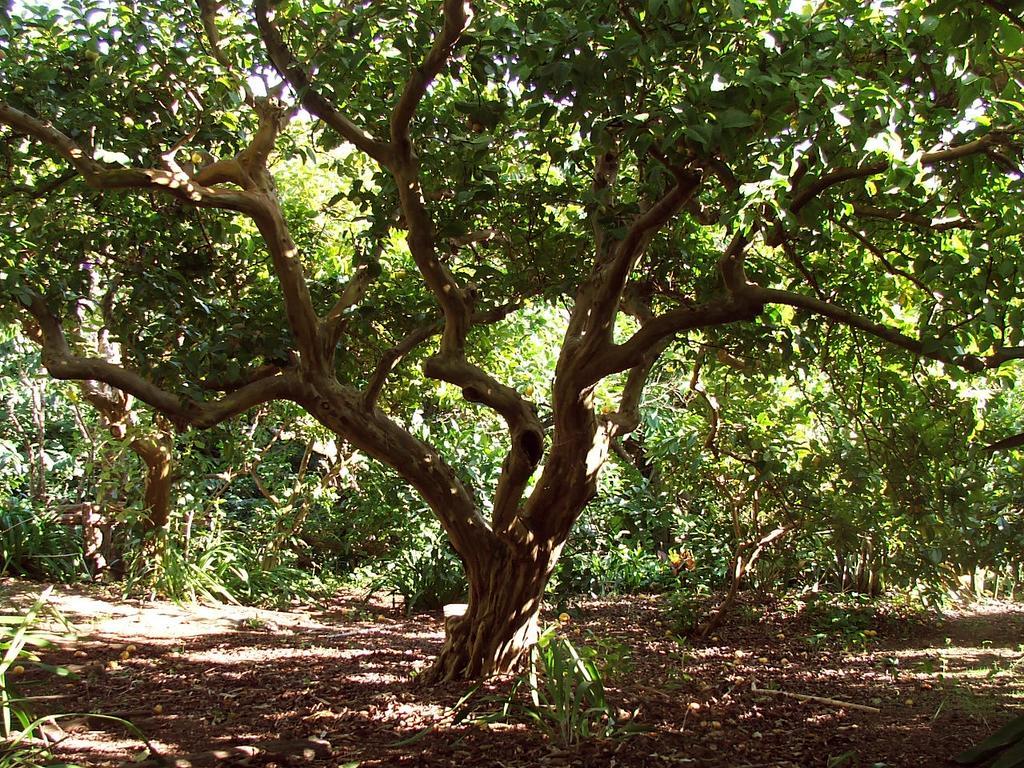 Quinta Das Buganvilias Castelo Branco  エクステリア 写真